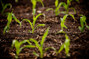 Corn field on University of Illinois South Farms