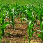 agriculture-corn-cornfield-1112080 Pexels CC0 for JGI PNAS maize rhizosphere study