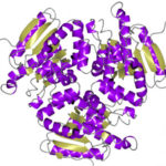 PDB 6C7C: Enoyl-CoA hydratase, an enzyme from M. ulcerans (strain Agy99)