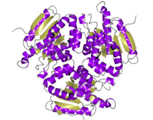 PDB 6C7C: Enoyl-CoA hydratase, an enzyme from M. ulcerans (strain Agy99)