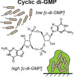 The molecule cyclic di-GMP plays a key role in controlling cellulose production and biofilm formation. To better understand cyclic di-GMP signaling pathways, the team developed the first chemiluminescent biosensor system for cyclic di-GMP and showed that it could be used to assay cyclic di-GMP in bacterial lysates. (Image courtesy of Hammond Lab, UC Berkeley)