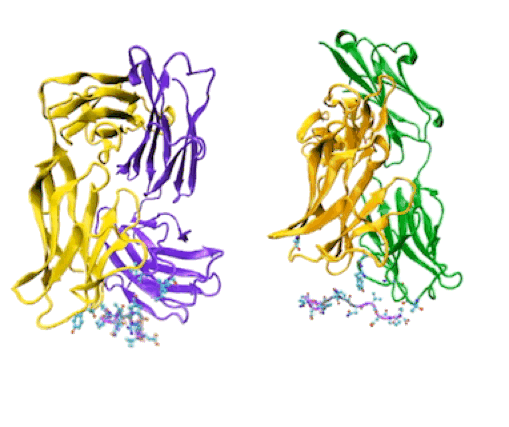 CIS43 and CIS42 interacting with peptide 21