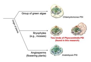 complex of proteins involved in photosynthesis