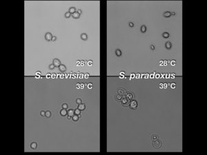 At high temperature, S. paradoxus cells die in the act of cell division, as seen by the dyads with cell bodies shriveled away – highlighted by arrows – from the outer cell wall. (Images by Carly Weiss, courtesy of the Brem Lab)