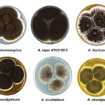 Aspergillus section Nigri fungi sequenced and analyzed for this study. (All images by Ellen Kirstine Lyhne, DTU.)