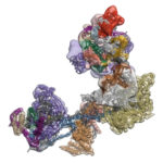 TFIID 3-D atomic structure