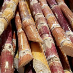Cut_sugarcane. (Rufino Uribe CC-SA 2.0)