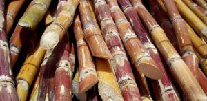 Cut_sugarcane. (Rufino Uribe CC-SA 2.0)