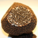 The Périgord black truffle (Tuber melanosporum), first truffle to have its genome sequenced. (Francis Martin)