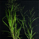 Representative morphology of Panicum hallii var. filipes and Panicum hallii var. hallii grown under controlled greenhouse conditions in Austin, Texas. Left is the FIL2 genotype; right is the HAL2 genotype. (Amalia Díaz)