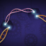 A cut strand of DNA