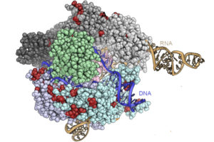 A modified the seminal Cas9 enzyme with a molecular “lock”