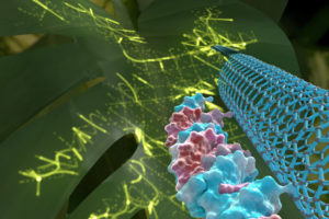 Nanotube in a plant cell
