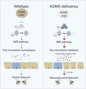 Normal and KDM5 innate immune signaling pathways
