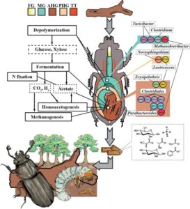 metabolic processes and microbial composition of a beetle's gut