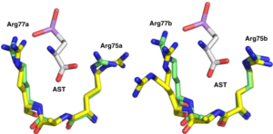 A conformational change of ArsN1 resulting from ligand binding.