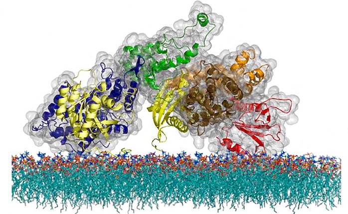 The atomic structure of the SOS protein.