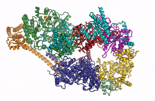 Complete atomic blueprint of a human transcription initiation factor IIH (TFIIH).