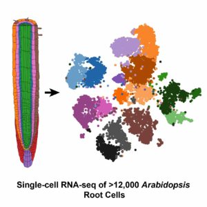 RNA sequence of Arabidopsis root cells.