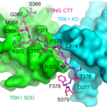 The C-terminal tail of STING, binding between the kinase domain and the scaffold and dimerization domain of a TBK1 dimer