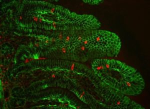 Detection of Percc1 expressing cells (red) amongst the epithelial cells (green) of the intestinal villi in a mouse. (Credit: Marco Osterwalder/Berkeley Lab)