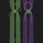 The central area of chromosomes, the centromere, contains DNA that has survived largely unchanged for hundreds of thousands of years, researchers at UC Davis and the Lawrence Berkeley Laboratory have found. (Credit: Sasha and Charles Langley)