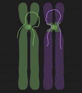 The central area of chromosomes, the centromere, contains DNA that has survived largely unchanged for hundreds of thousands of years, researchers at UC Davis and the Lawrence Berkeley Laboratory have found. (Credit: Sasha and Charles Langley)