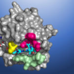 A structural map of KRAS(G12C), showing the AMG 510 molecule in the binding pocket. (Credit: Amgen)