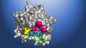 A structural map of KRAS(G12C), showing the AMG 510 molecule in the binding pocket. (Credit: Amgen)
