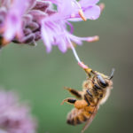 Honey bees metabolize pollen with the help of their gut microbiota. (Photo by Jason Leung on Unsplash)