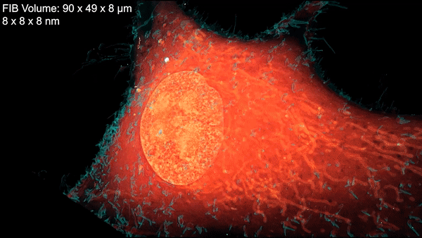 A new microscopy technique combines electron microscopy and light microscopy to generate detailed, three-dimensional images of cells. Credit: D. Hoffman et al./Science 2020