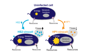 How a cell behaves as virocell largely depends on the infecting virus and the genomic similarity between host and virus. Pseudoalteromonas was infected with two unrelated viruses: siphovirus PSA-HS2 and podovirus PSA-HP1. The infections transformed the same bacterial host into two very different virocells, HS2-virocell and HP1-virocell. The HS2 siphovirus genome was much more similar to the host than the genome of HP1 podovirus and had better access to recycle existing host resources. In contrast, the HP1 podovirus needed to work harder at obtaining the resources needed for infection, and reprogrammed multiple host metabolisms. HS2 virocells had a comparatively higher fitness than HP1 virocells. (Figure by Cristina Howard-Varona)