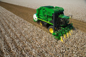 Cotton being harvested. In the United States, 95 percent of the cotton grown is Gossypium hirsutum, known as Upland cotton. (Cotton Inc)