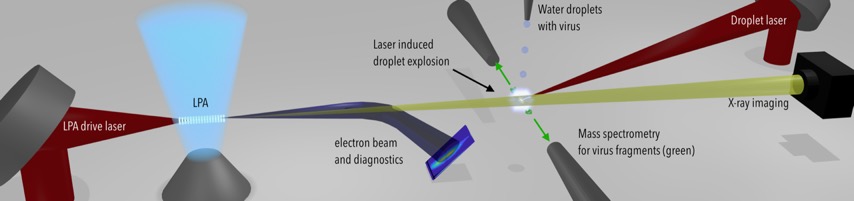 This illustration shows the planned setup for laser-based virus droplet experiments at Berkeley Lab’s BELLA Center. A laser pulse (left, red) creates a plasma (light blue) that accelerates electrons (dark blue). The accelerated electrons produce X-rays (yellow) that are used to image virus-containing droplets (blue spheres at center). A secondary laser (right, red) also strikes the droplets to capture mass spectrometry measurements of virus fragments (green). (Credit: Tobias Ostermayr, BELLA Center)