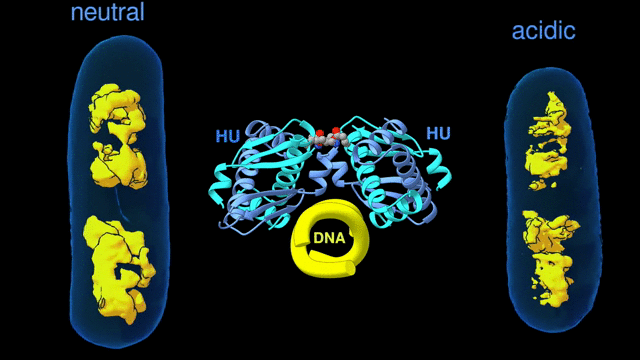 DNA, HU and chromatin images