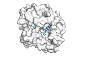 The SARS-CoV-2 macro domain protein bound to small molecule fragments that could be the basis of novel antiviral drugs.