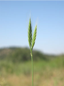 Brachypodium distachyon, the model species for temperate cereals and biofuel crop grasses with a growing pan-genome of one hundred genomes, in Spain: Huesca, Ibieca, San Miguel de Foces. (Pilar Catalán)