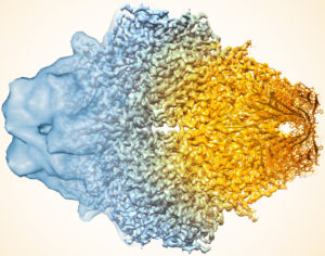 A composite image of the enzyme lactase showing how cryo-EM’s resolution has improved dramatically in recent years. Older images to the left, more recent to the right. (Credit: Veronica Falconieri/National Cancer Institute)