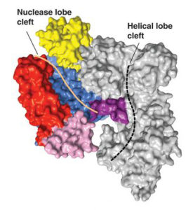 The crystal structure of Cas9 reveals an open, two-lobed architecture and nucleic-acid-binding clefts.