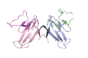 A ribbon diagram of the ORF8 structure. This protein is composed of two units with identical amino acid sequence and shape that are bound together by a sulfur-sulfur bond. (Credit: Hurley Lab)