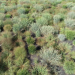 Aerial photo of the switchgrass diversity panel late in the 2020 season at the Kellogg Biological Station in Michigan. (Robert Goodwin)