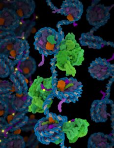 Molecular model showing polycomb repressive complex 2 (PRC2) in green interacting with nucleosomes: histone H3 tail shown in purple, methylation site in yellow and ubiquitin in orange. (Credit: Janet Iwasa, University of Utah)