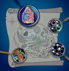 Soft X-ray tomography provides a map of organelles within an intact cell. (Credit: Katya Kadyshevskaya/USC)
