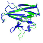 A ribbon diagram rendering of the ORF8 structure predicted by AlphaFold 2 (blue), overlaid onto the actual structure (green) determined by the UC Berkeley-led team. (Credit: DeepMind)