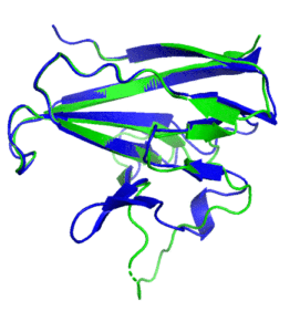 A ribbon diagram rendering of the ORF8 structure predicted by AlphaFold 2 (blue), overlaid onto the actual structure (green) determined by the UC Berkeley-led team. (Credit: DeepMind)