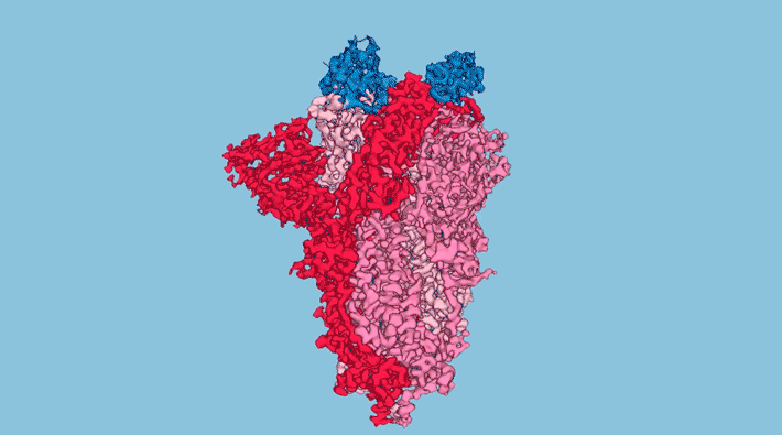 Three nanobodies (blue) are shown bound to the tip of the SARS-CoV-2 spike protein (red/pink). The nanobodies were engineered to be extremely effective at blocking the virus from entering a host cell. (Credit: UCSF)