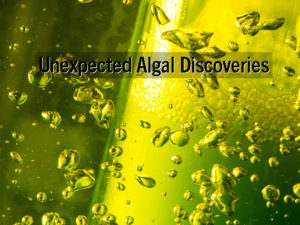 screencap of PNAS polycistronic algae video