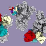 Antibodies (shown in red, purple, turquoise and white) attach to a region called the N-terminal domain on the SARS-CoV-2 virus. (Vir Biotechnology & Veesler Lab)