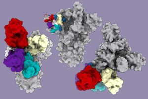 Antibodies (shown in red, purple, turquoise and white) attach to a region called the N-terminal domain on the SARS-CoV-2 virus. (Vir Biotechnology & Veesler Lab)