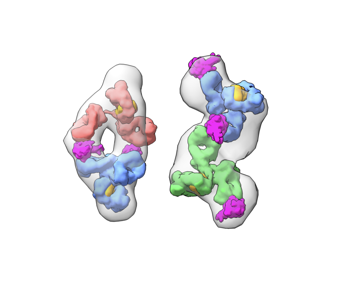 colorful graphic of COVID-19 antibodies